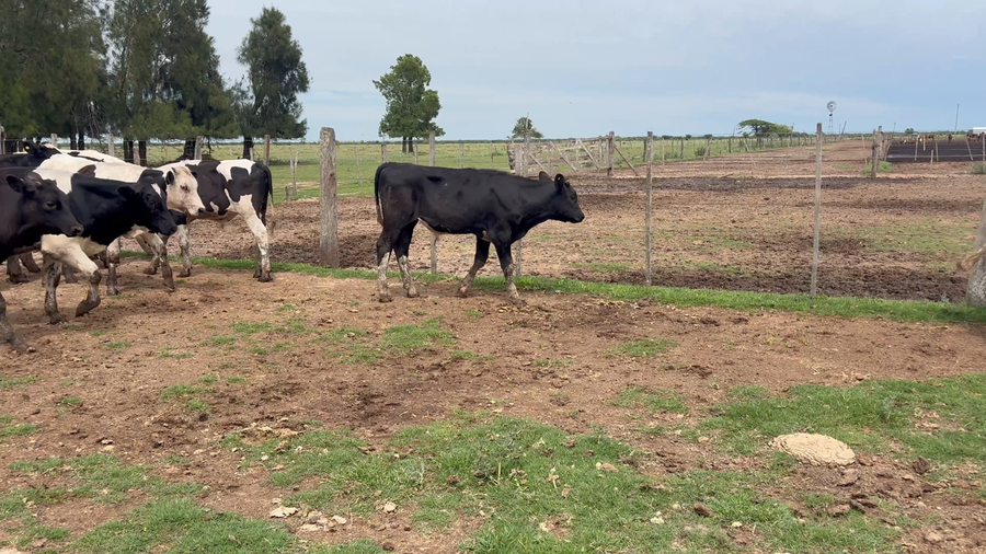 Lote 33 Terneros Holando Argentino en San Cristóbal, Santa Fe