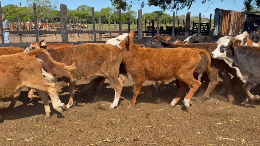 Lote 92 Terneros/as en Corrientes, San Cosme