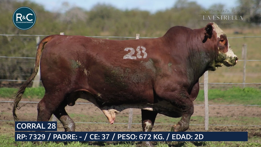 Lote Toro Braford