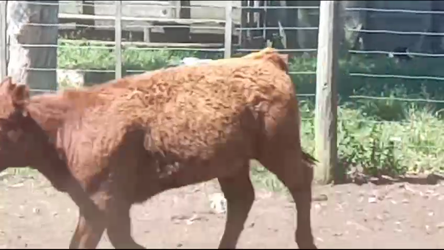 Lote 70 Terneros/as en J.N. Fernández , Buenos Aires