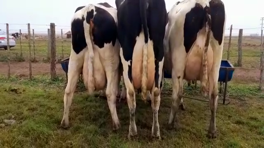 Lote Vacas En Producción - Hornero Chico