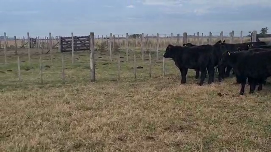 Lote 65 Terneros en Cañuelas, Buenos Aires