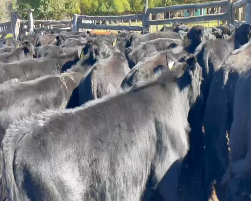 Lote 50 Ternero en Coyhaique, XI Región Aysén