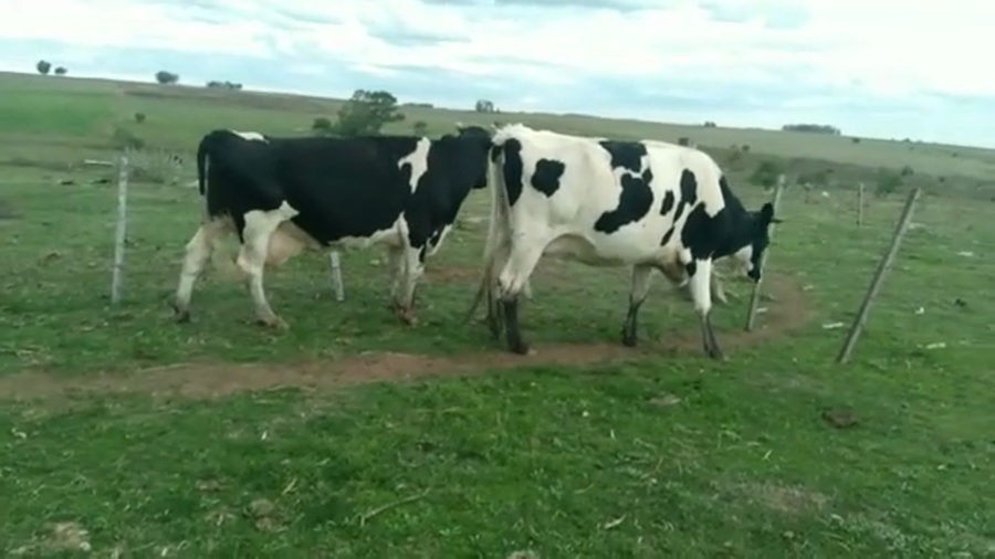 Lote VACAS INDUSTRIA