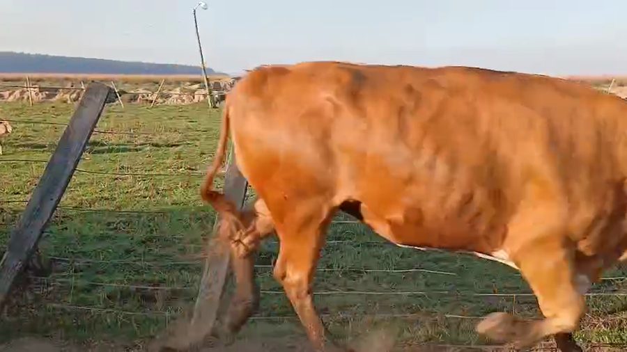 Lote 0 Vacas Manufactura en Corrientes, Paso de Los Libres
