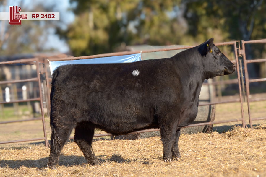 Lote VAQUILLONAS ANGUS  PP