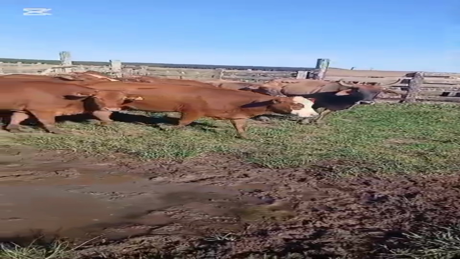 Lote 17 Vacas de invernar en Corrientes, Virasoro