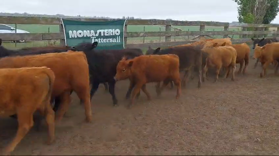 Lote 66 Terneros/as EN DAIREAUX