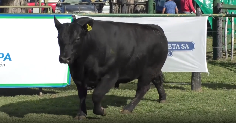 Lote Toro Aberdeen Angus Negro  - RP1383 - Cabaña El Rebenque