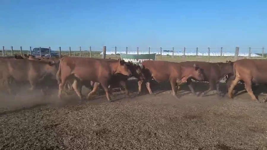 Lote 54 Novillitos