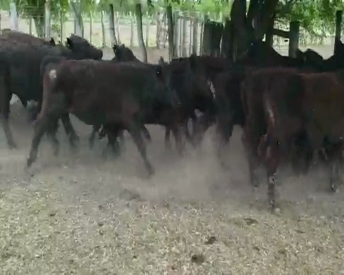 Lote 50 Terneras en Villaguay, Entre Ríos