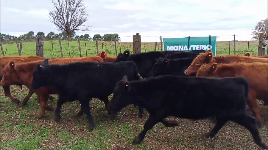 Lote 63 Terneros
