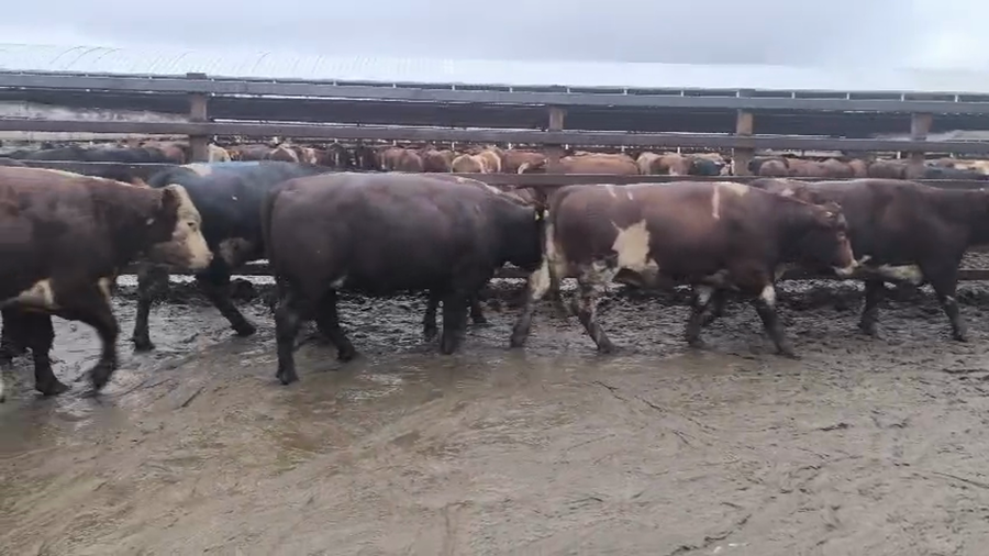 Lote 20 Novillo Gordo en Los Ángeles, VIII Región Biobío