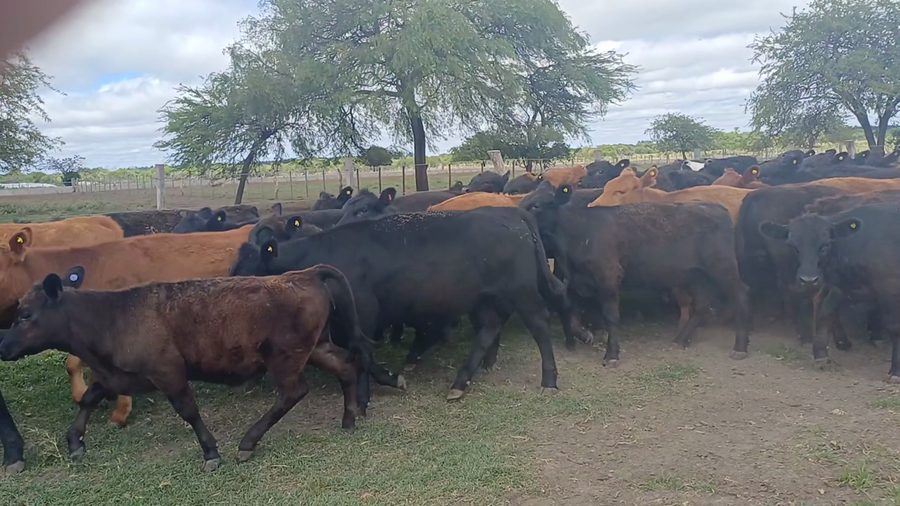 Lote 120 Terneros