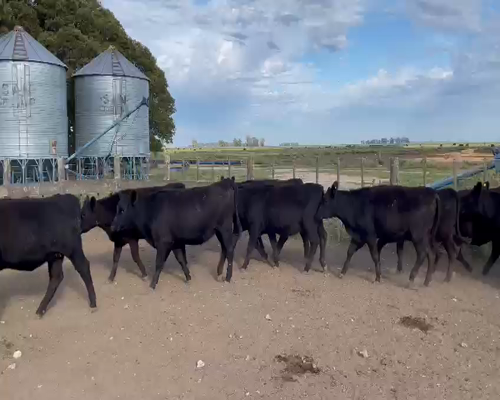 Lote 31 Vaquillonas Angus MAS, para entorar, 15 meses de edad, en Lobería, PBA.-
