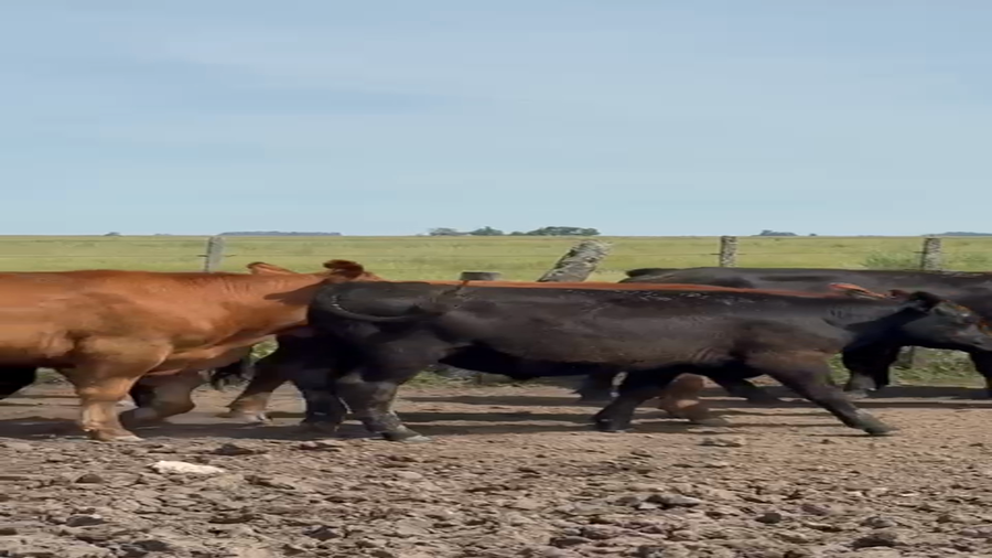 Lote 37 Novillos y Novillitos en Azul