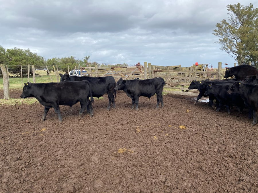 Lote 25 Terneros en Tres Arroyos, Buenos Aires