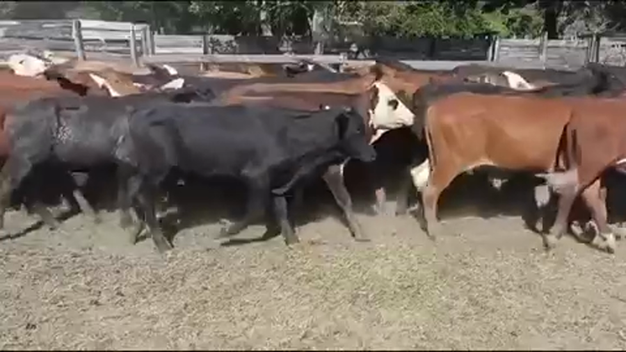 Lote 90 Novillitos en Gral. Lucio V. Mansilla, Formosa