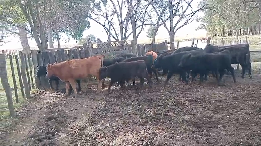 Lote 30 Terneros/as en Corrientes, Curuzú-Cuatiá