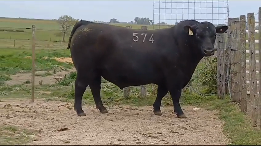 Lote TORO PI - RP 574