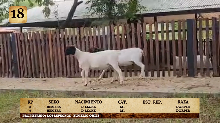 Lote LOTE 18