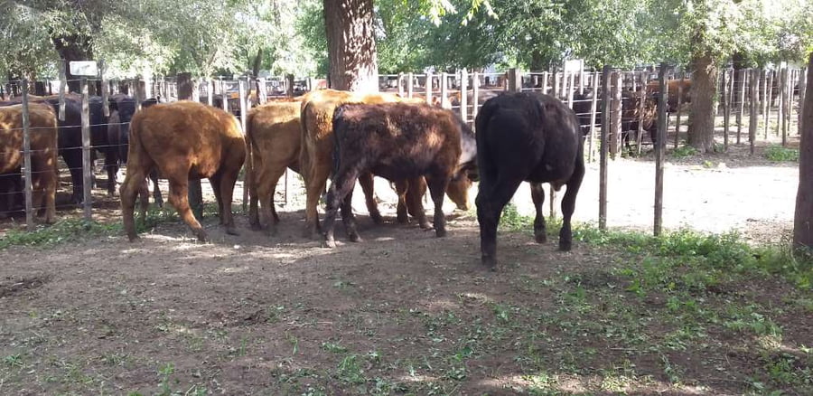 Lote 6 Novillitos en Gral. Lamadrid, Buenos Aires