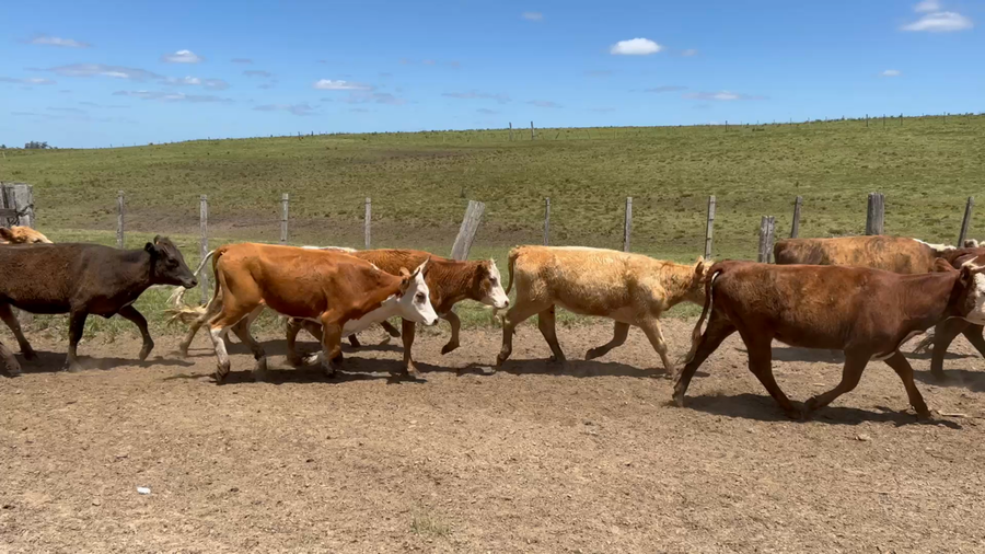 Lote 116 Vaquillonas 1 a 2 años en Cuchilla del Ombú, Tacuarembó