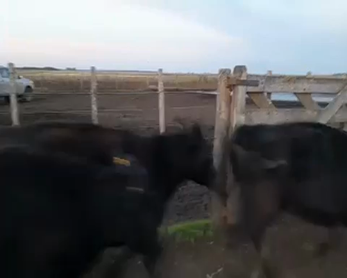 Lote 50 Vacas de invernar en Las Armas, Buenos Aires
