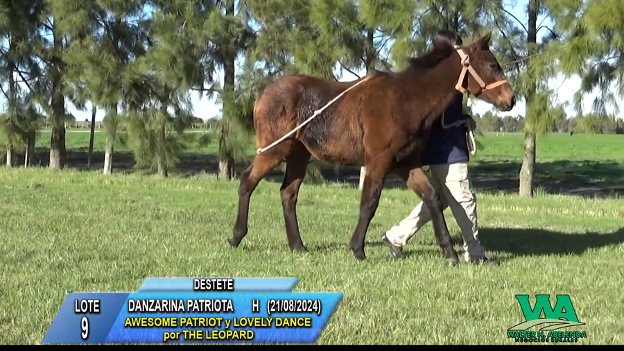 Lote DANZARINA PATRIOTA