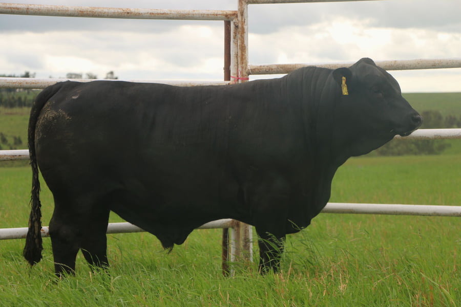 Lote Toros a remate en 14º Nacional Brangus, Tacuarembó