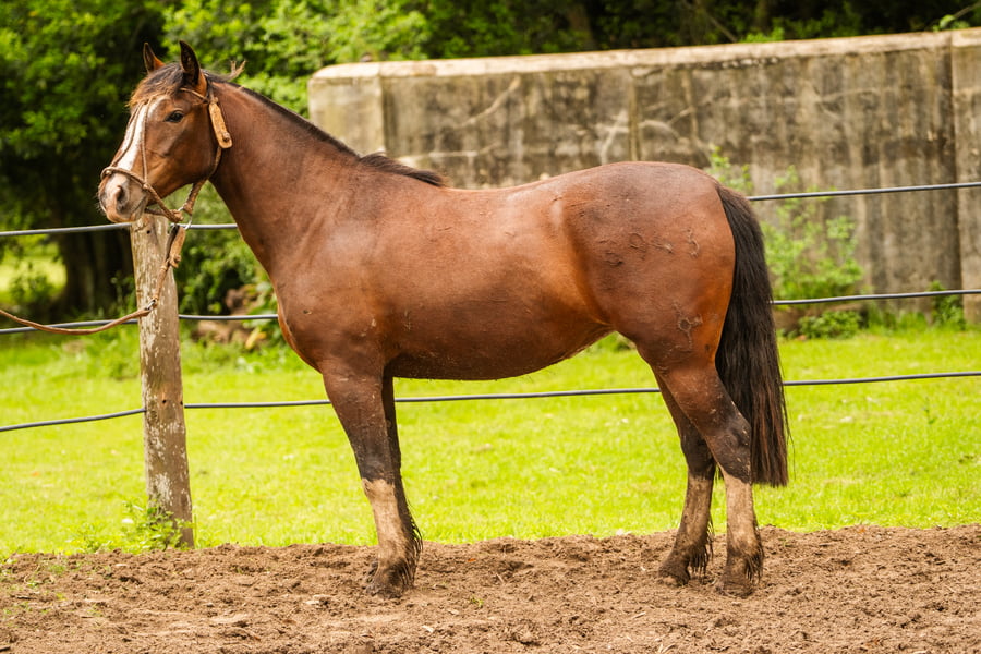 Lote CHARQUE INGRATA