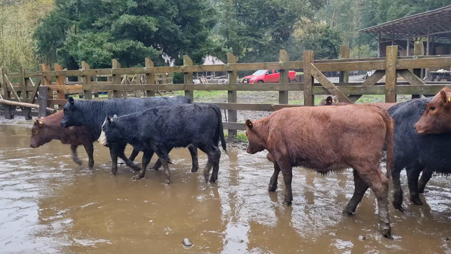 Lote 60 Ternera en Cunco, IX Región Araucanía
