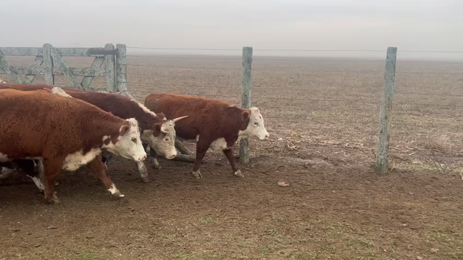 Lote 19 Novillitos en Chascomús, Buenos Aires