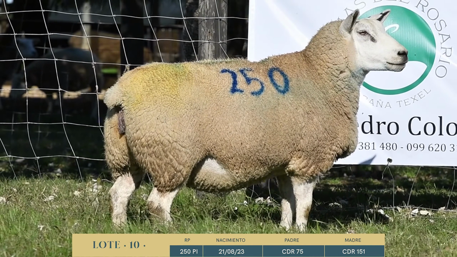 Lote Lote 10