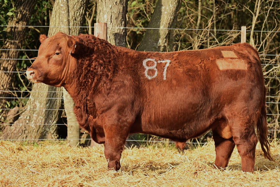 Lote TOROS ANGUS PC