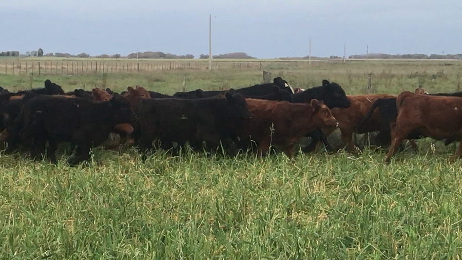 Lote 70 Terneras en Coronel Suarez, Buenos Aires