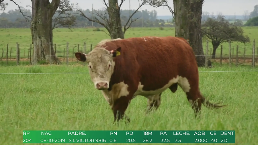 Lote Toros POLLED HEREFORD a remate en 4º  Remate  Anual Cabaña El Treból en Liga de Trabajo de Guichón