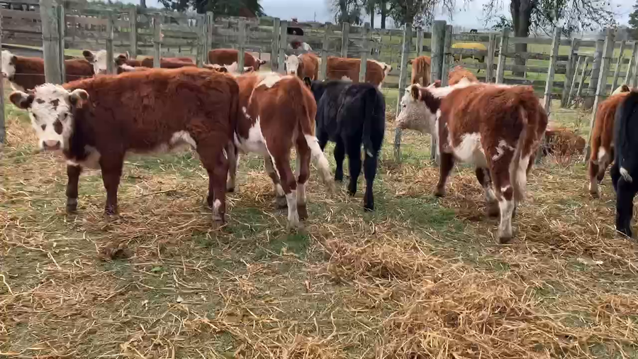 Lote 17 Terneras en Melo, Cerro Largo