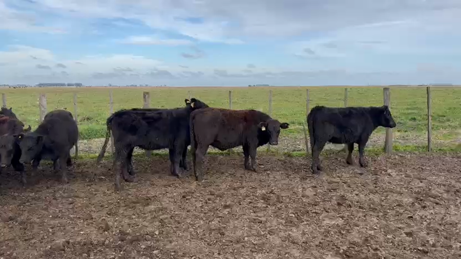 Lote 25 Vaquillonas P/ entorar