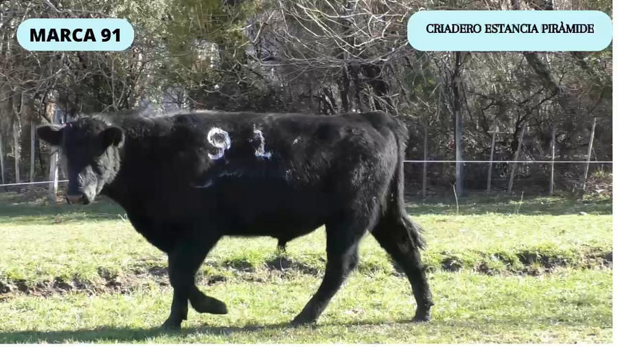 Lote 1 Toro en Río Ibáñez, XI Región Aysén