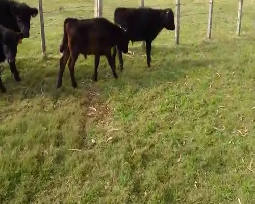 Lote 12 Terneros ANGUS 140kg - , San José