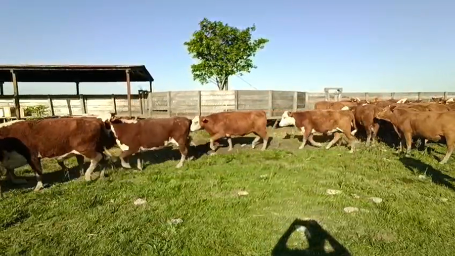 Lote 127 Vacas nuevas preñadas en Corrientes, Paso de Los Libres