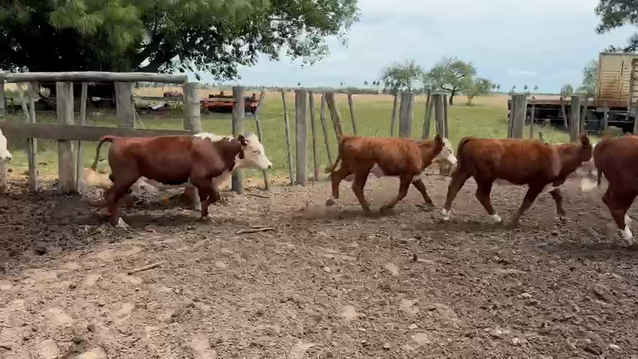 Lote 80 Terneros en Corrientes, Tatacua