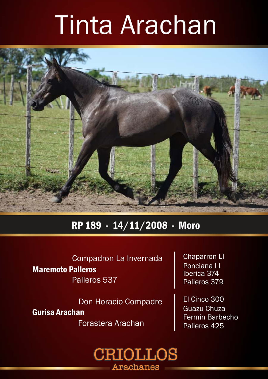 Lote Tinta Arachán - RP 189