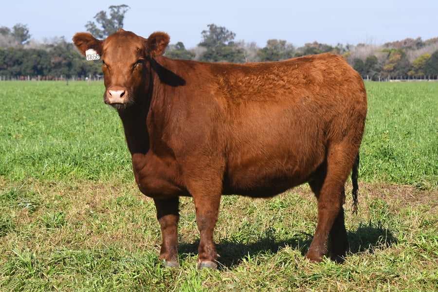 Lote RP 17656 y RP 17658 - VAQUILLONAS ELECCIÓN PP