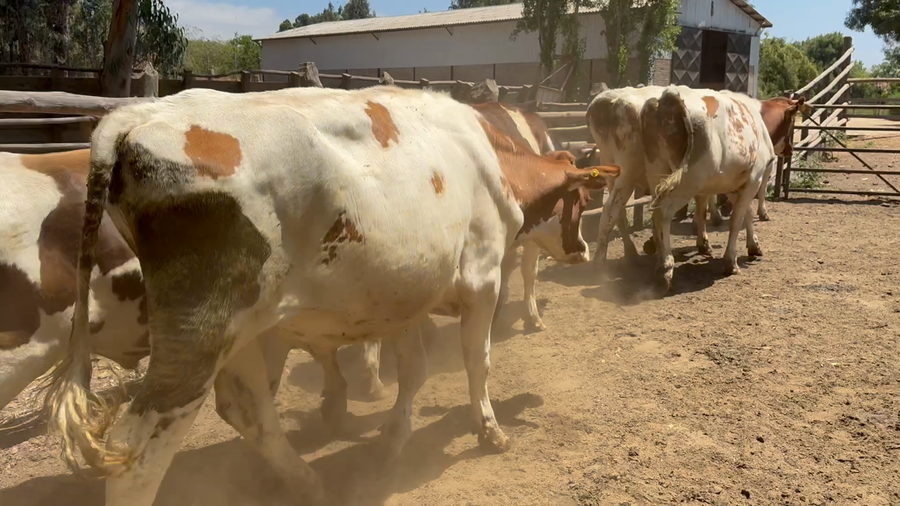 Lote 12 Novillo Engorda en Melipilla, Región Metropolitana