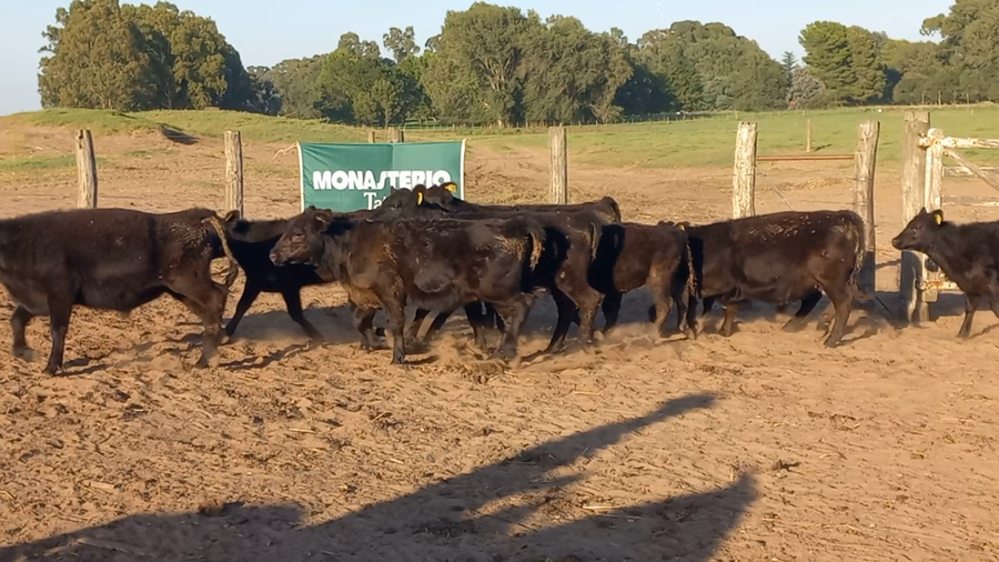 Lote 40 Terneros/as EN GUAMINI