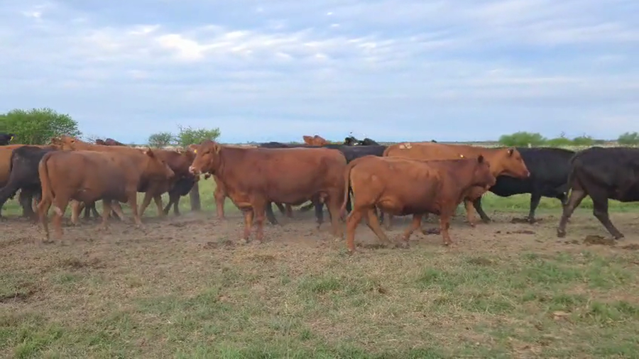 Lote 88 Vacas nuevas Preñadas en Santa Fe, Coronda