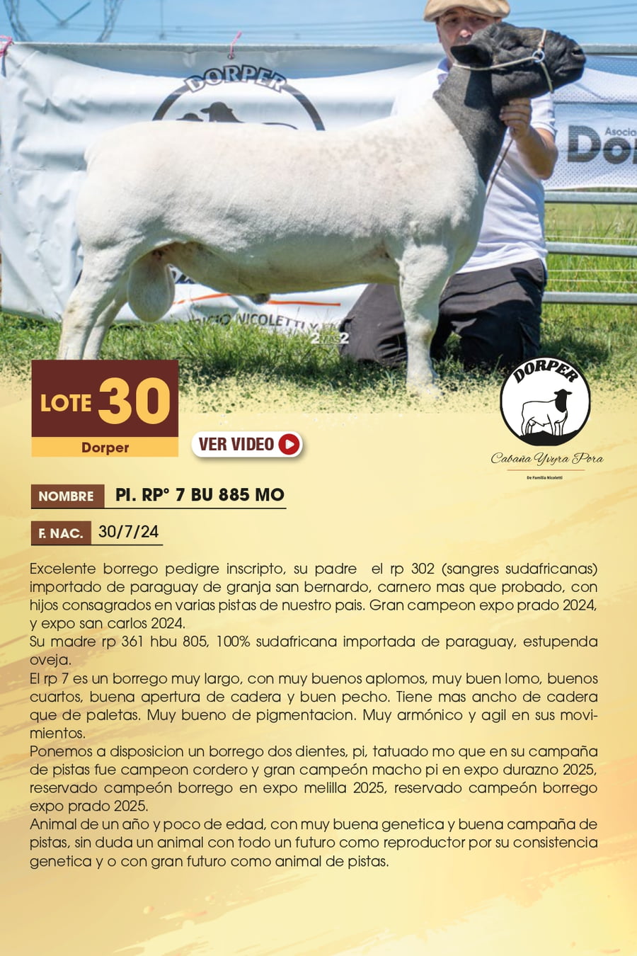 Lote 30 - Dorper