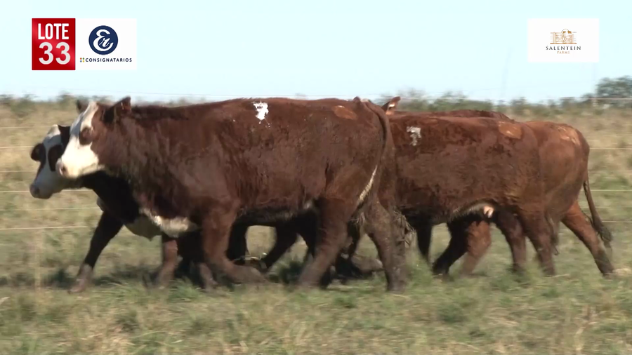 Lote Vaquillas Braford Planteleras Señal ´19-Preñadas IATF (17-12-2021) y Servicio Colectivo (27/12/21 al 05/02/22)